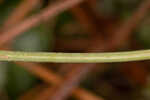 Woodland false buttonweed